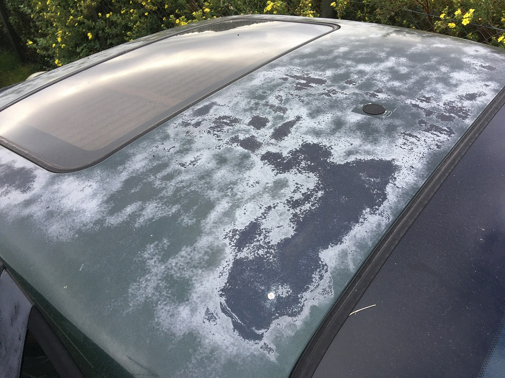 Click image for larger version

Name:	Green Coupe fried roof 1.jpg
Views:	76
Size:	312.9 KB
ID:	300440